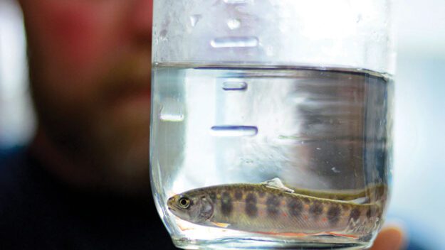 Jeff Inglee gazes at two juvenile Horn Lake strain brook trout