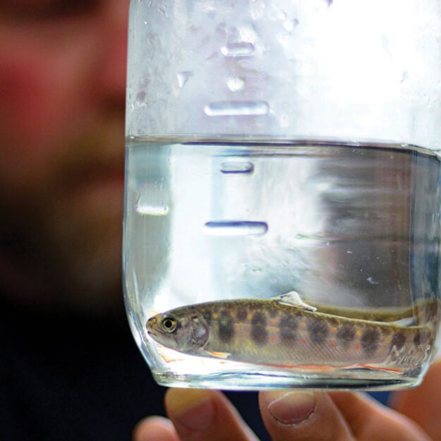 Jeff Inglee gazes at two juvenile Horn Lake strain brook trout