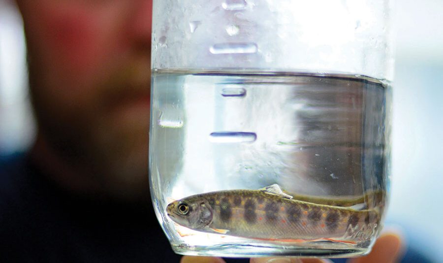 Jeff Inglee gazes at two juvenile Horn Lake strain brook trout