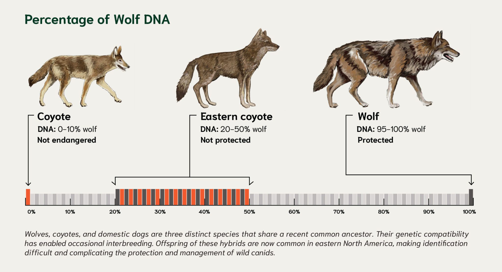 Graphic courtesy of the New York State Museum in Albany for its exhibit: "Canine Contrasts: Unraveling Wolves and Coyotes in New York."