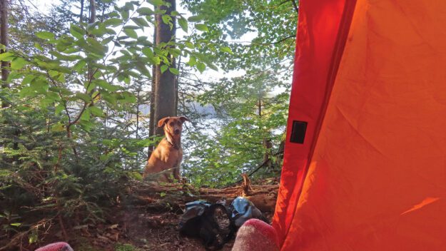 Dog sits in the woods outside a tent