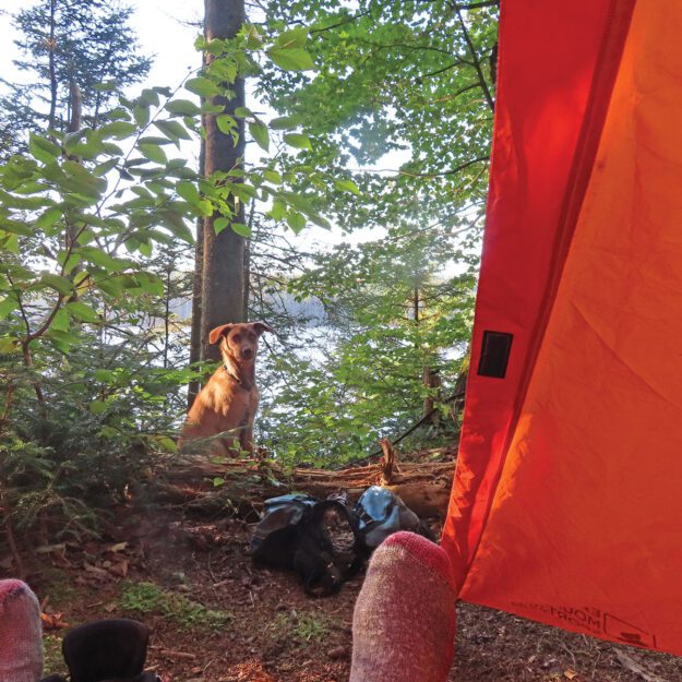 Dog sits in the woods outside a tent