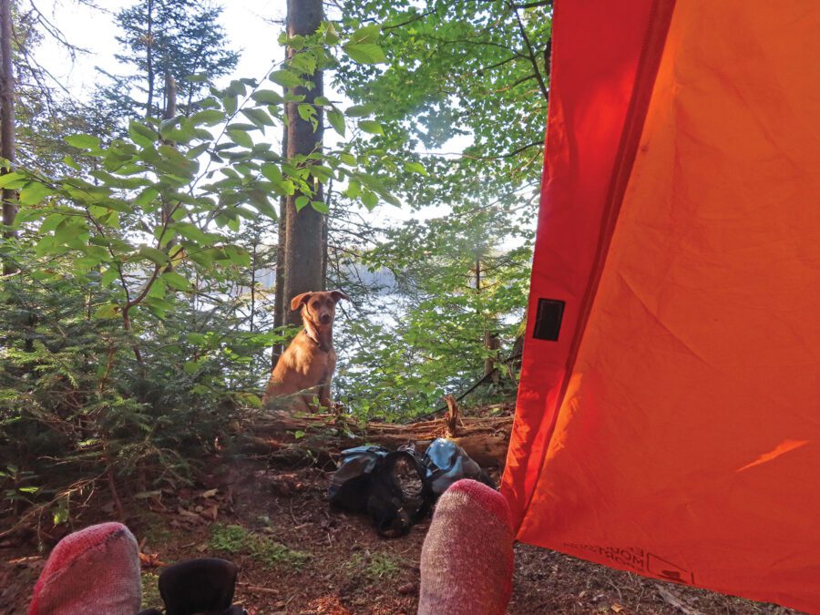 Dog sits in the woods outside a tent