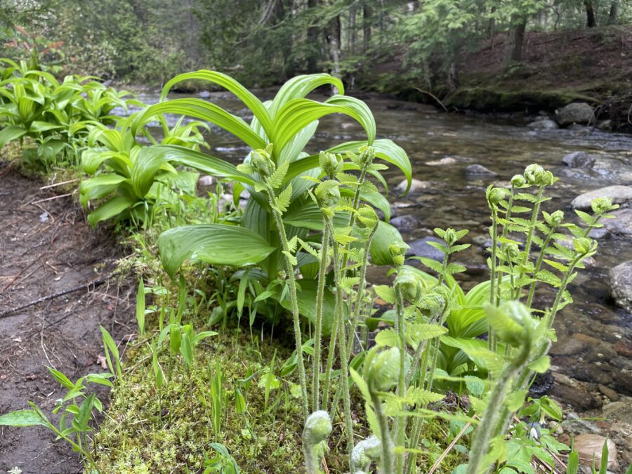 Spring plants emerge along the Boquet River. Photo by Zachary Matson