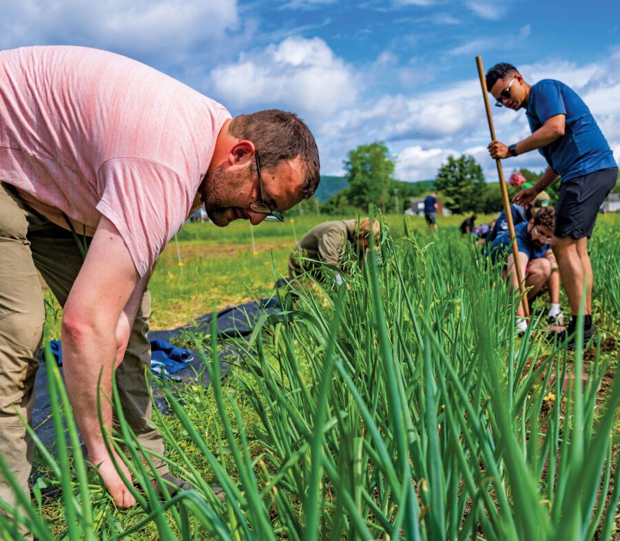 Man weeds an onion patch.