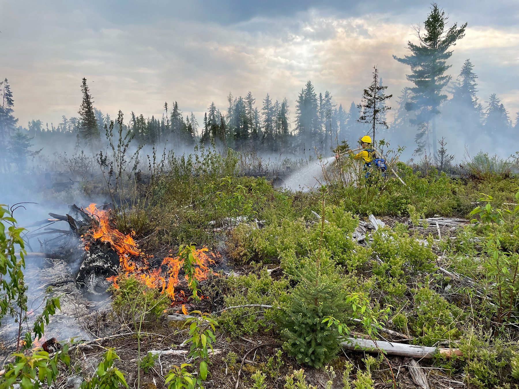 Fireman douses a green brush fire with a hose.