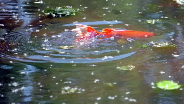 godlfish in a pond