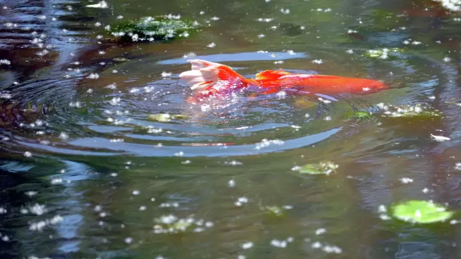 godlfish in a pond