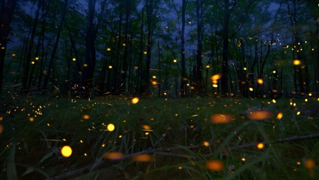 Fireflies low to the ground in the Adirondacks