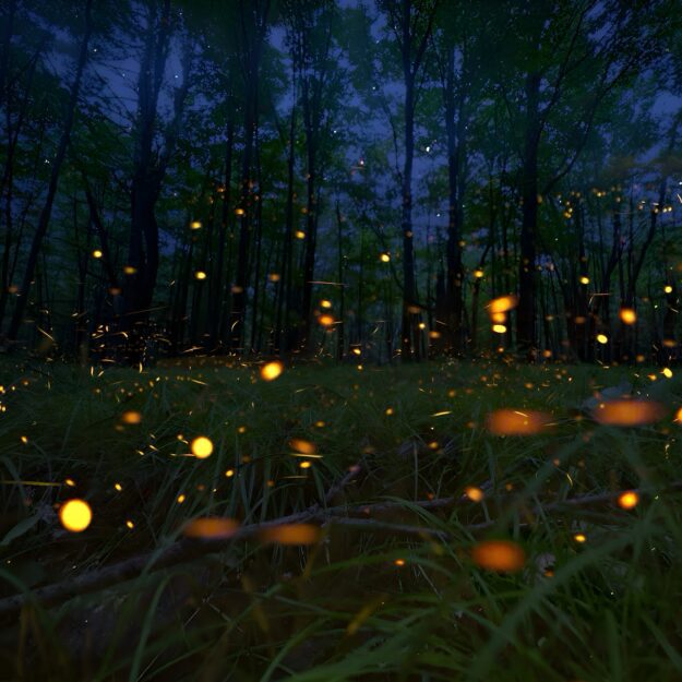 Fireflies low to the ground in the Adirondacks