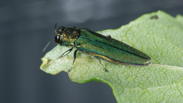 emerald ash borer