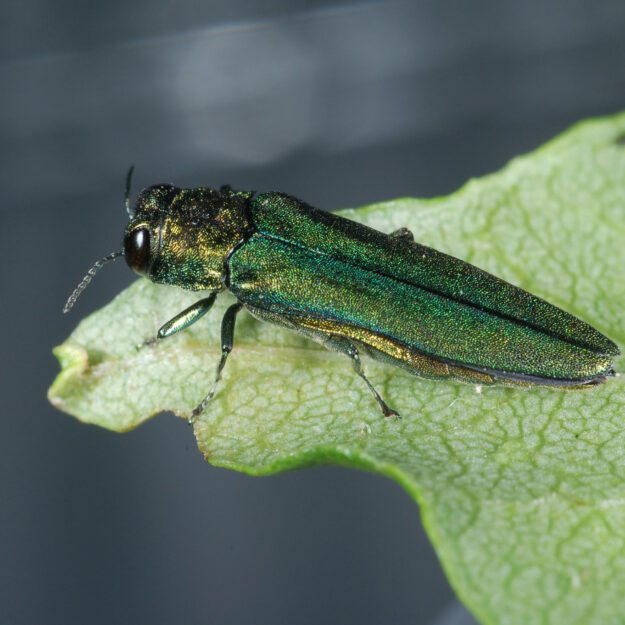 emerald ash borer