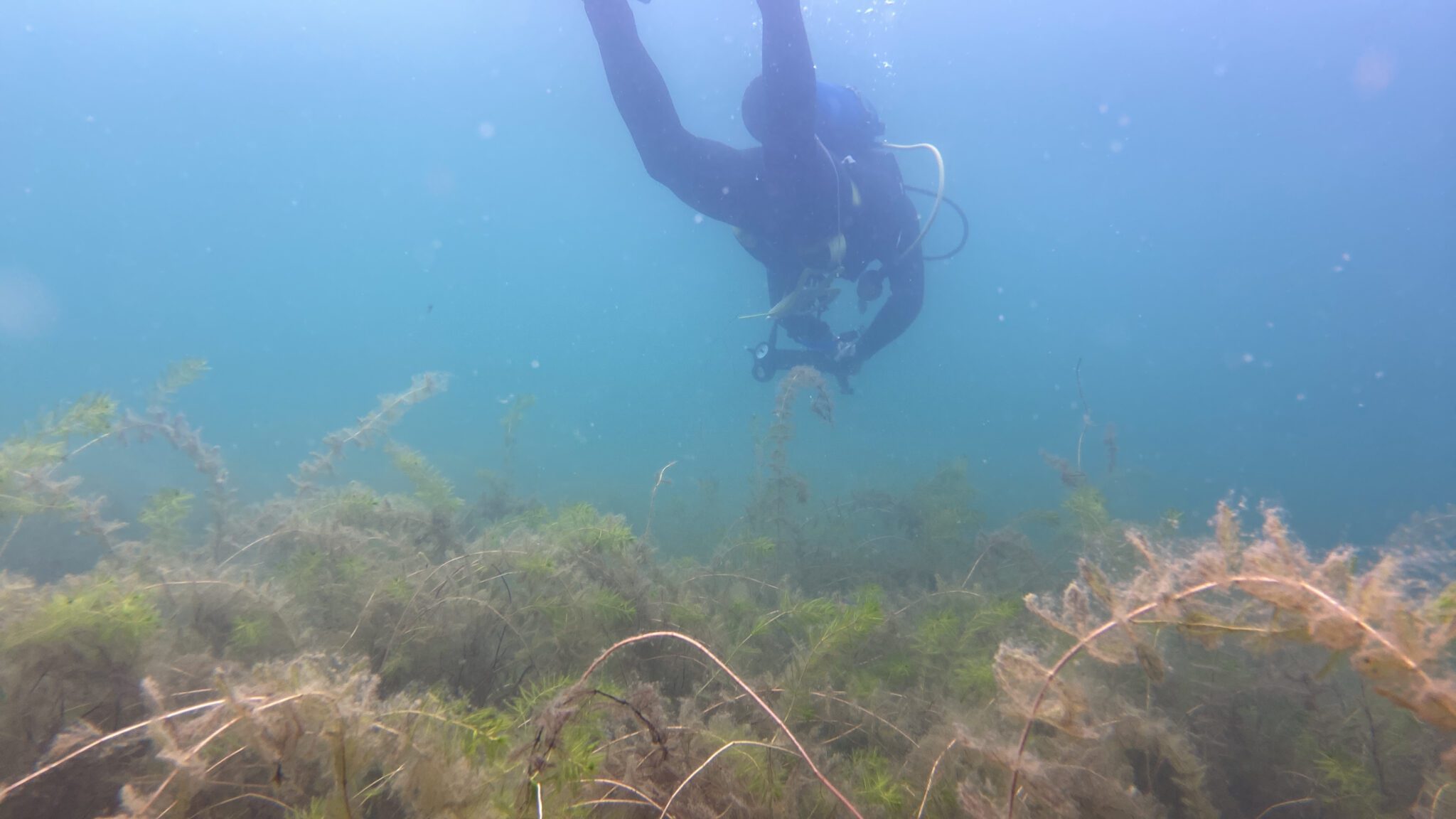 diver underwater