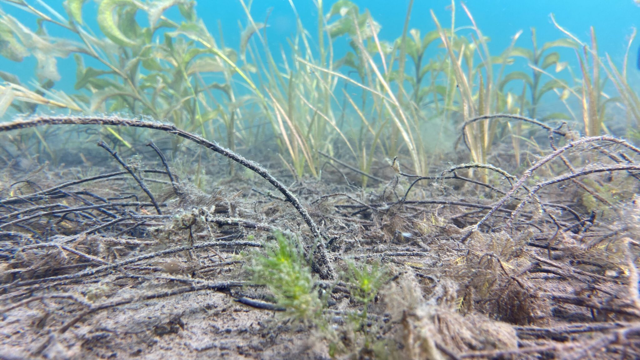 underwater plants