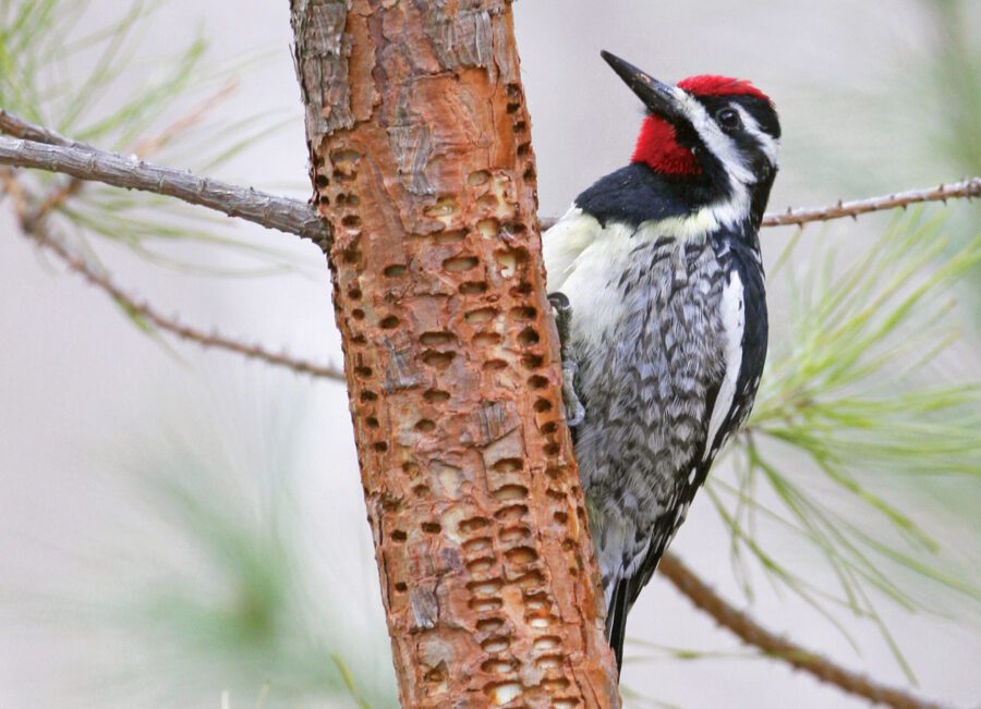 Black, white and red bird on a branch