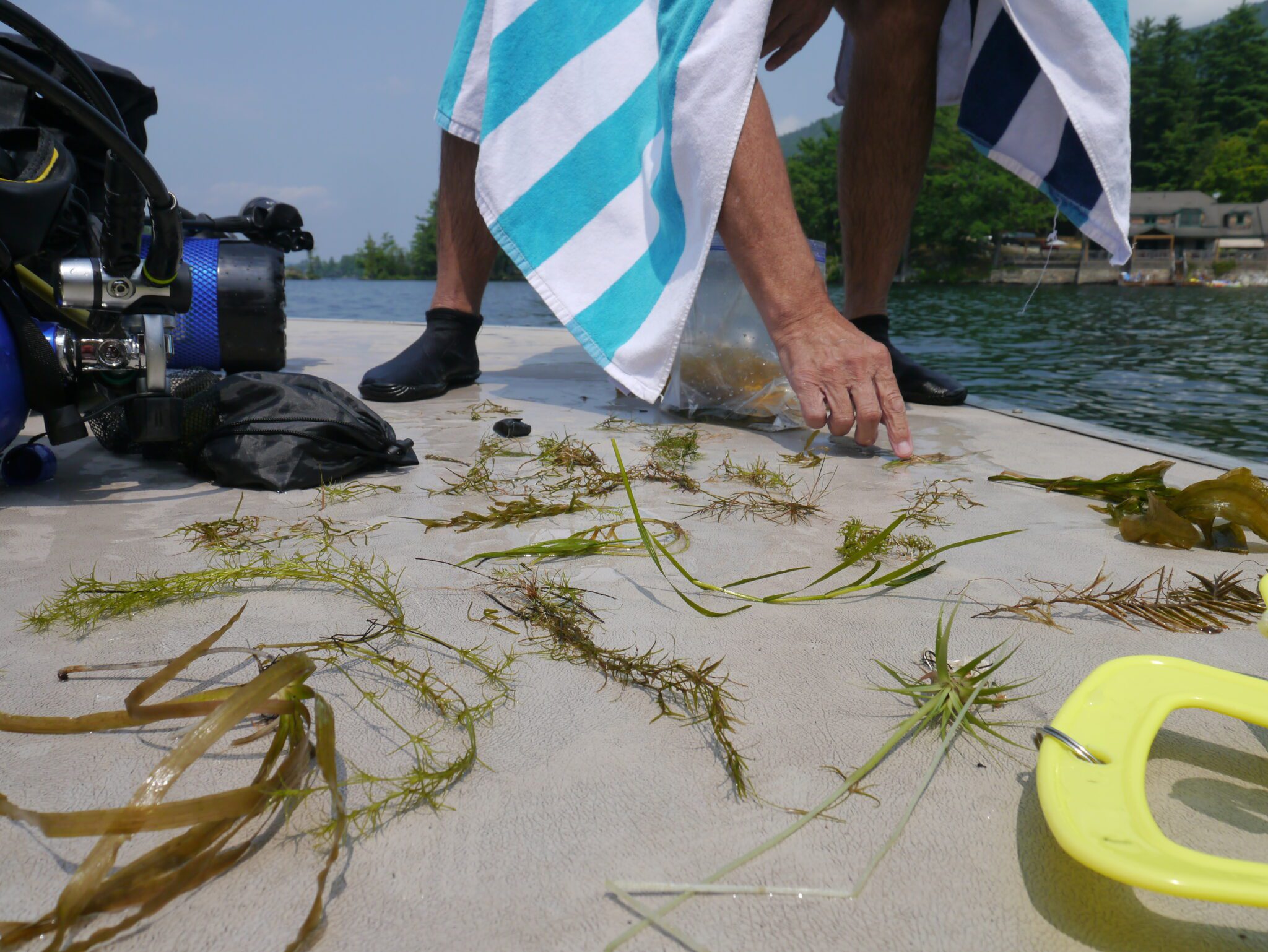 pieces of green plans on a boat