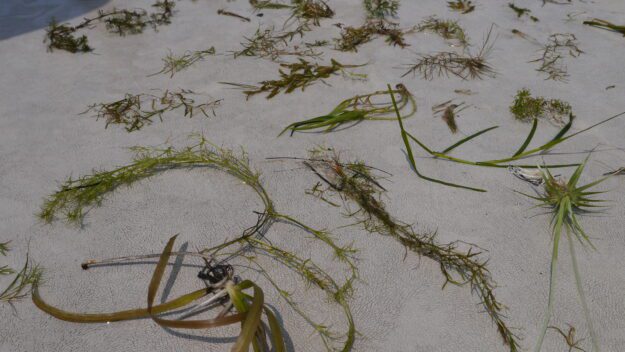 milfoil in lake george