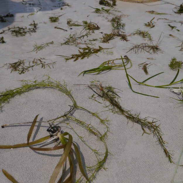 milfoil in lake george