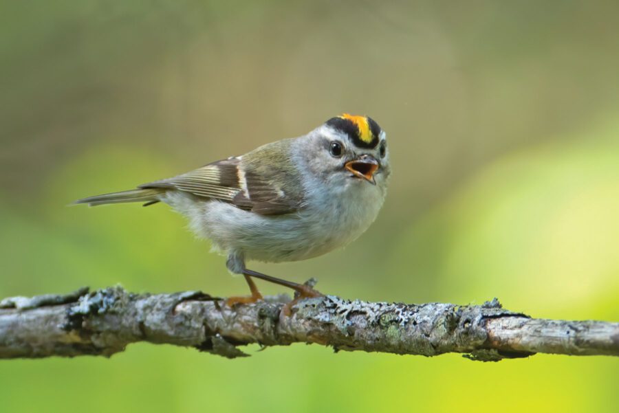 Yellow, black, brown, and gray bird on a branch