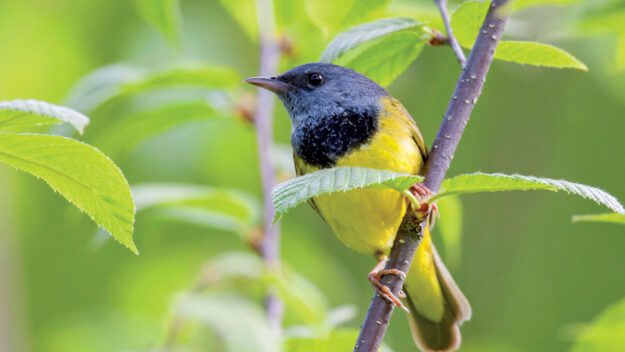 colorful yellow and blue mourning warbler