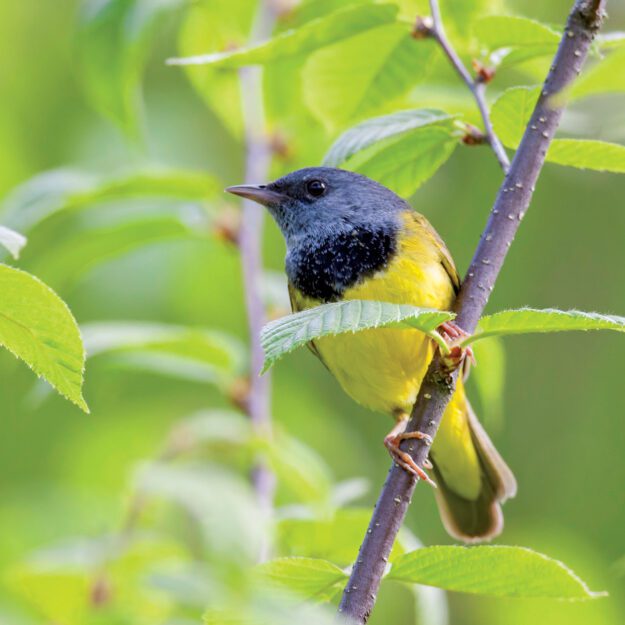 colorful yellow and blue mourning warbler