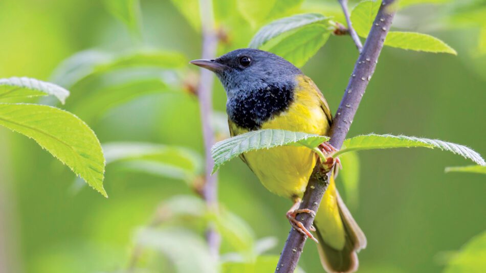 colorful yellow and blue mourning warbler