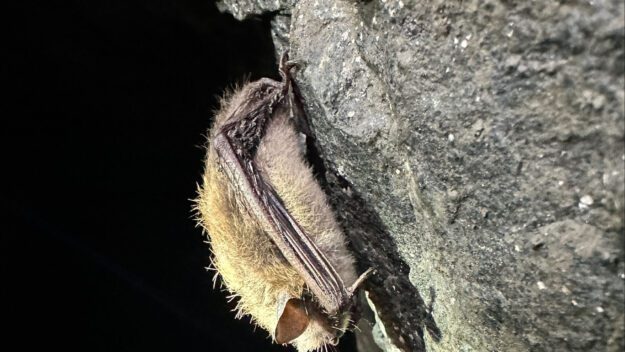 tricolor bat is on the verge of being endangered