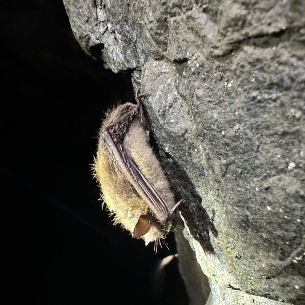 tricolor bat is on the verge of being endangered