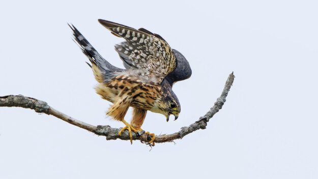 falcon on a branch