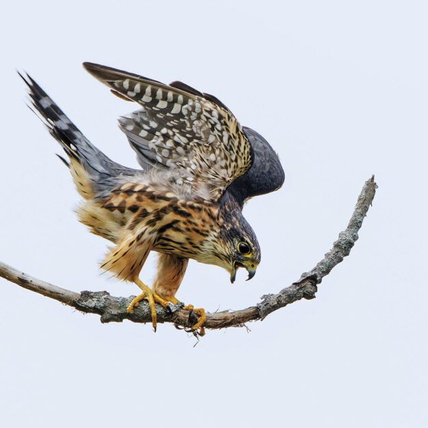 falcon on a branch