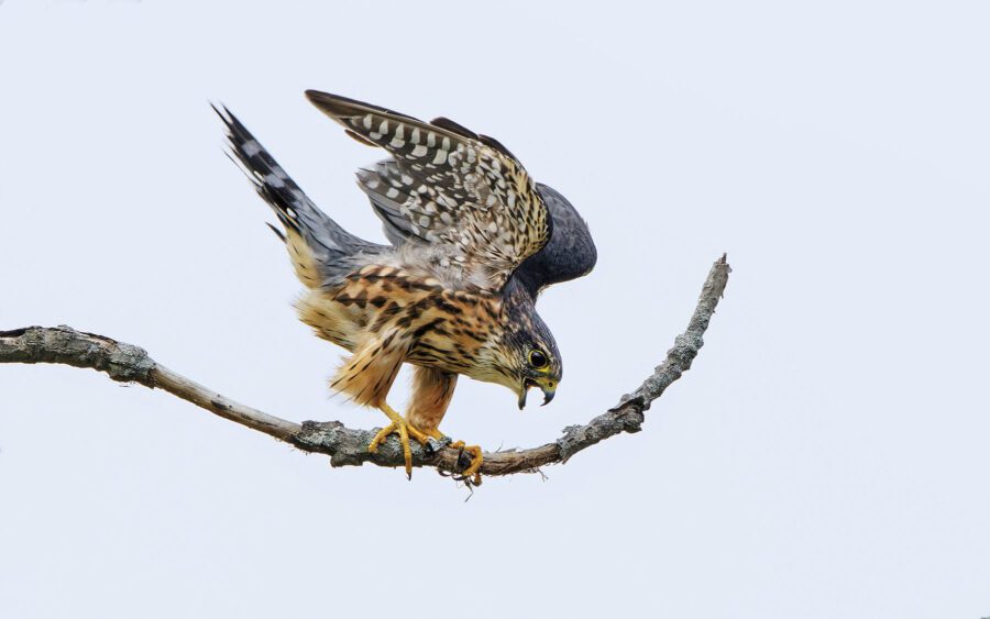 merlin falcon on a branch