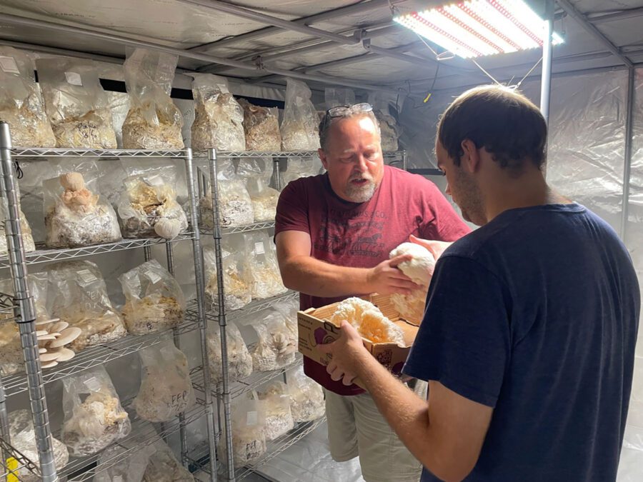 Greg Rowe, owner of Cornucopia Gourmet Mushrooms harvests mushrooms with his son Preston. The two are in a room surrounded by mushrooms stacked on shelves