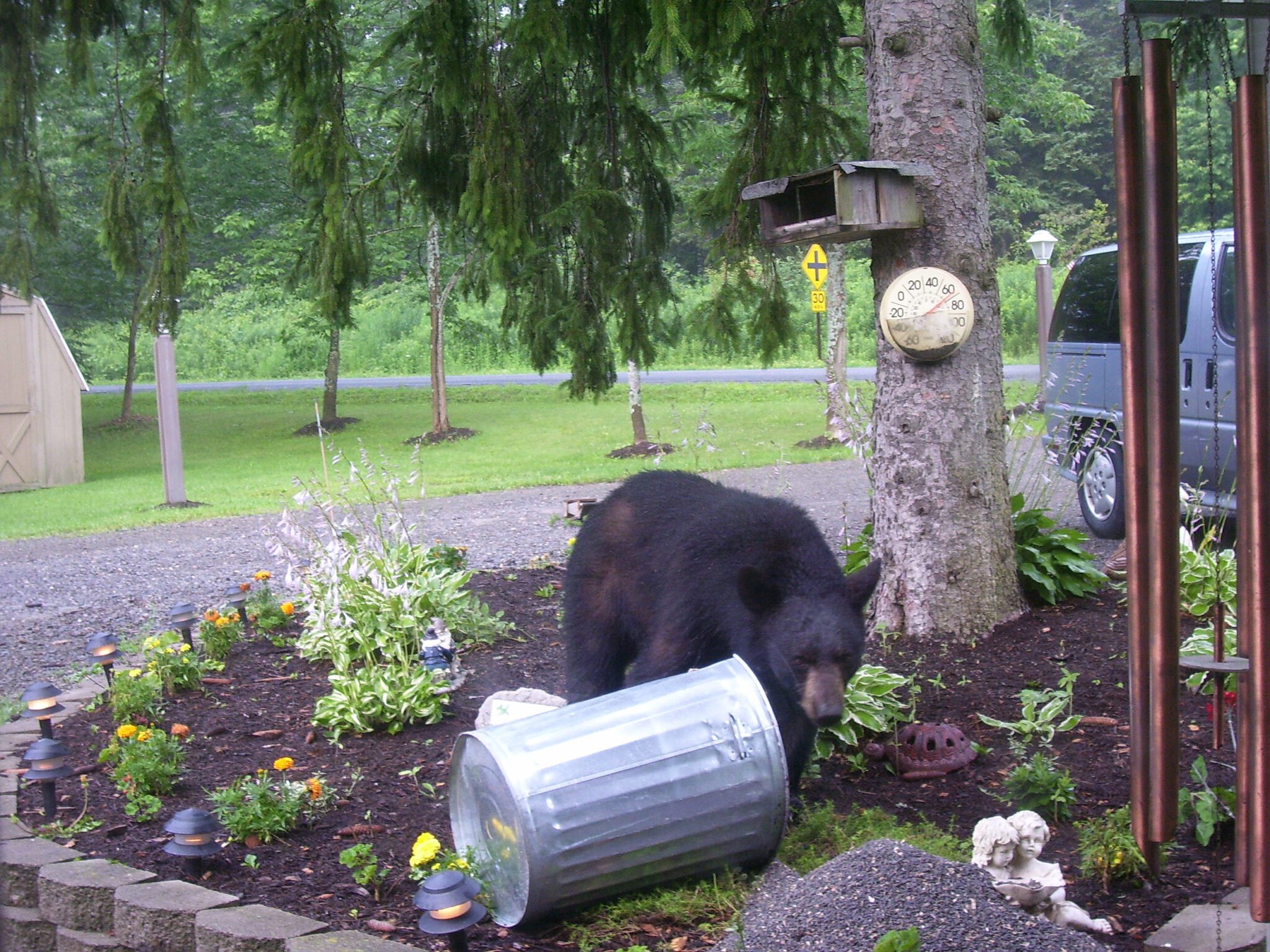 A black bear inspects a trash can